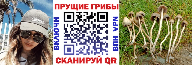 где найти   мега зеркало  Галлюциногенные грибы GOLDEN TEACHER  Пойковский 